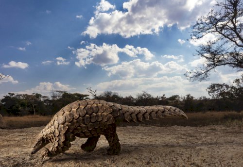 Birincilik - Doğal Dünya ve Vahşi Yaşam - Fotoğrafçı : Brent Stirton